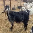 السلام عليكم ورحمة الله وبركاته للبيع عنز دافع