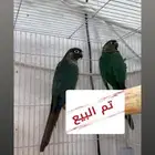 زوج كنيور فايلوت   وبلو شيك