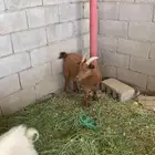 تيوس قزم للبيع