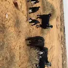 معزا مواليد. 4 معهن 8