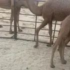 قعود