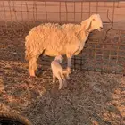 حريه والد صنف