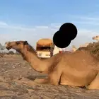 صفرا كفو السن لقيه سليمة من العذاريب وشرط السوم 25الف