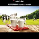 حليب ابقار طازج يوميا