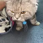 قطوه للبيع