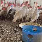دجاج وديوك رومي