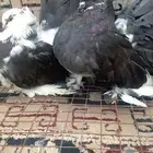 حمام رقاصي للبيع