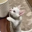 قطوه للتبني