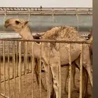 قعود فحل كفو اشقح