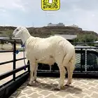 خروف