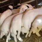 بهم مشروط شرط وشي ناهي ومراح