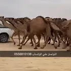 إبل حلال غنم