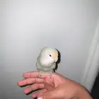 الروز