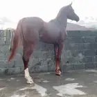 مهر شعبي