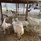 بسم الله الرحمن الرحيم أعرض عليكم أربع ضان واثنتين غنم