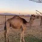 قعود للبيع