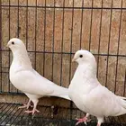 حمام جلستر قلاب