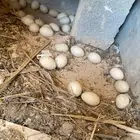 بيض بط ملقح