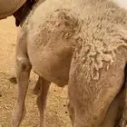 قعود حوار لباني