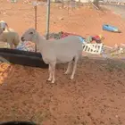 ضان حريات دفيع واصل