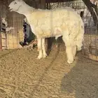 طلي جبر