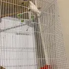 طير روز ذكر وانثى