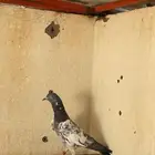 حمام