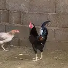 ديك ودجاجه كفو فوق الكفو بلدي