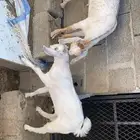 بهم 2اذكران