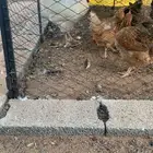 ديك تركي ابيض