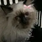 قط للتبني