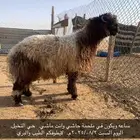 خروف بري طيب موجود بالملحمة ذبح الان