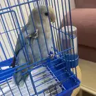 روز أليف