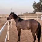 مهره كفو