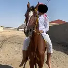 حصان شعبي سبوق طياره