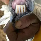 شاه حريه خلفه