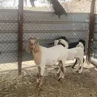 جفار