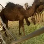 حشو بكار 2