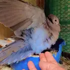 ياكريم مكس