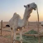 للبيع جمل