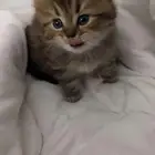 قط للبيع ب 300 ذكر صحته جيده