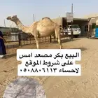 مصعد