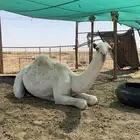 بكره حيسونيه