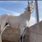 حصان واهو فرنسي جزيري شيخ