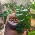 فيلودندرون بيليتا  philodendron bilita