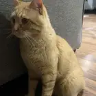 قط للتبني