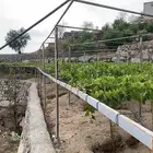 عنب بني سعد