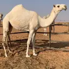 بكره