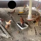دجاج حضانه باكستانيه