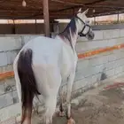 خيل شعبي